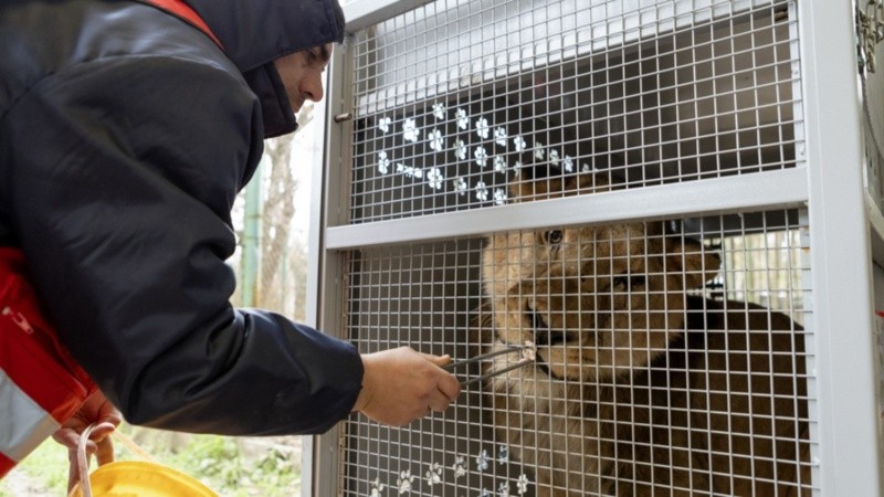 Diecisiete tigres y 13 leones tendrán una vida mejor. (EFE/Four Paws)