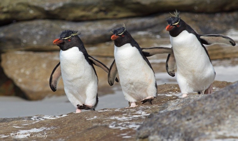 &nbsp;Los ejemplares tasados pertenecen a la especie Eudyptes chrysocome.