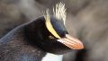 Polémica por la tasación de pingüinos que permanecen cautivos en el ex Aquarium de Mar del Plata.