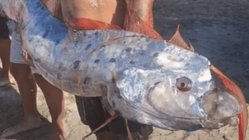Un pez remo adulto puede alcanzar aproximadamente 11 metros de longitud y pesar cerca de 272 kilogramos.