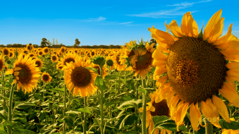 Presentación de Vulcarus® en el marco del congreso de ASACIM 2026: nuevo herbicida para garantizar el desarrollo inicial libre de malezas en lotes de girasol.