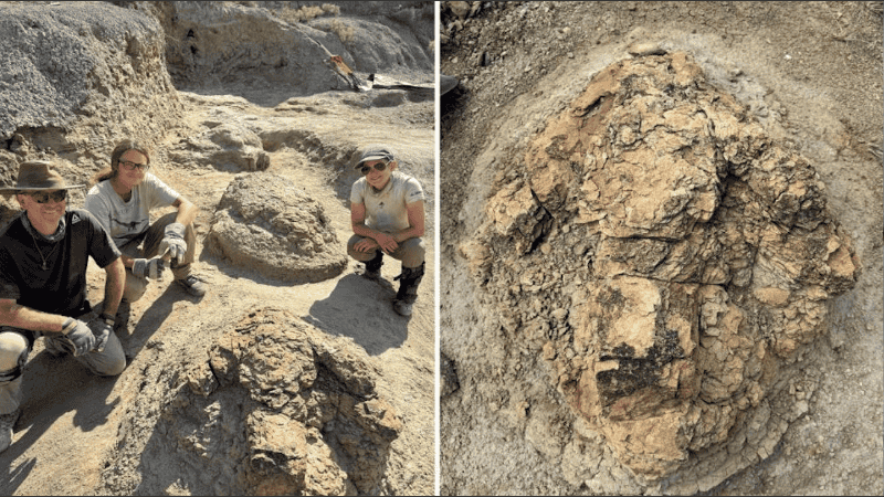 Las primeras huellas de un T. rex adulto, descubiertas por científicos del Museo de Naturaleza y Ciencia de Denver.