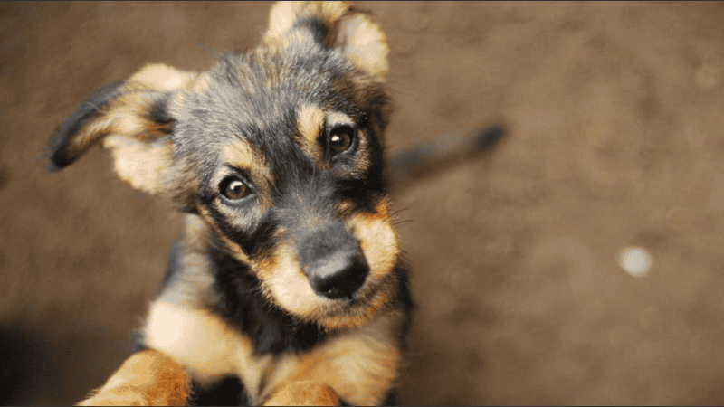 Cada 23 de septiembre se recuerda el Día Mundial del Perro Adoptado.