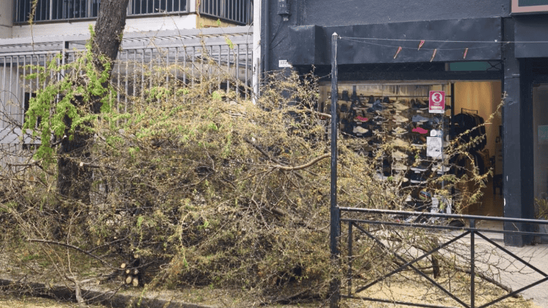 Además de la sanción por la tala ilegal, el municipio le cobrará la recolección de las ramas. (x: @DaminLescano8)