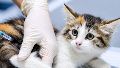 Medicina felina: la prevención es la clave.