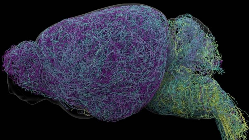 El estudio reveló que un pequeño grupo de neuronas transmite señales vinculadas con el estrés, la atención y el aprendizaje a distintas regiones cerebrales.