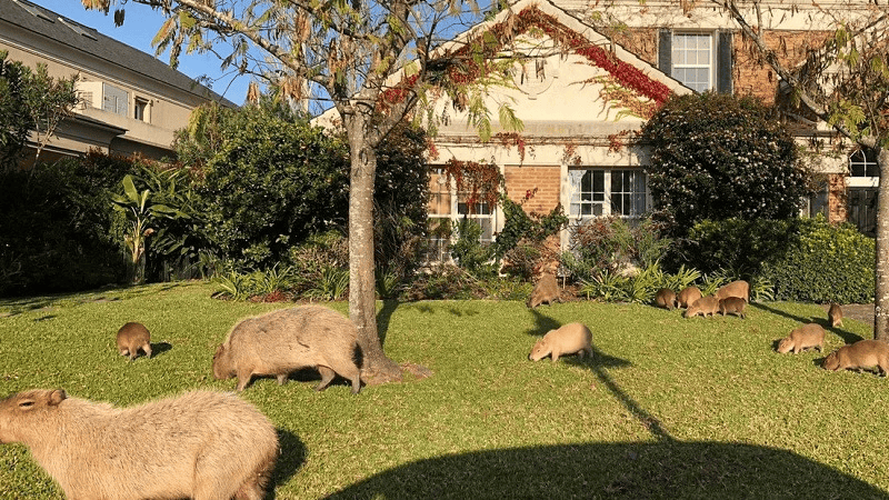 &nbsp;Polémica en Nordelta por un operativo para remover carpinchos pese a una cautelar.