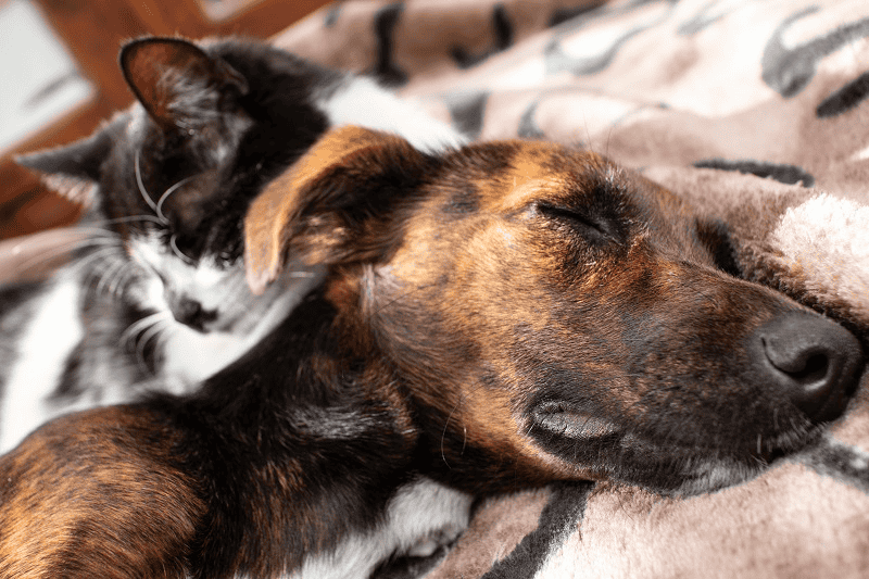 El nuevo enfoque piensa a los animales como compañía a la cual respetar, ya no una mascota para divertimento de las personas.&nbsp;