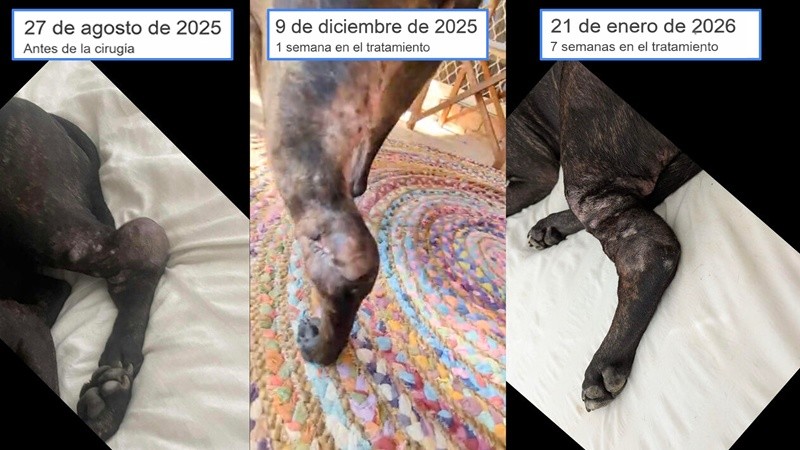 &nbsp;Evolución del tumor de Rosie antes y durante el tratamiento experimental