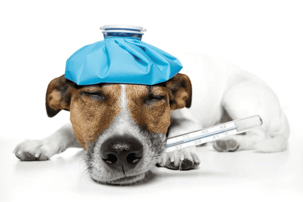 &nbsp;A diferencia de otras licencias, no contempla problemas de salud del trabajador ni de familiares, sino que está enfocada únicamente en el bienestar de los animales.
