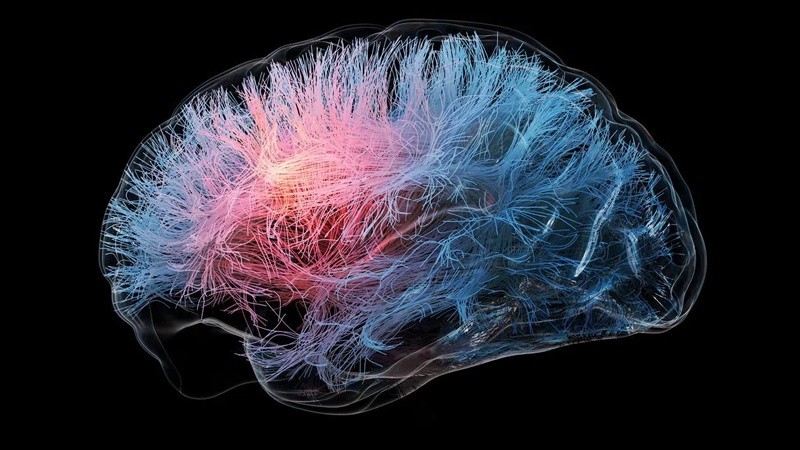 &nbsp; El cerebro humano, el objeto más complejo del universo