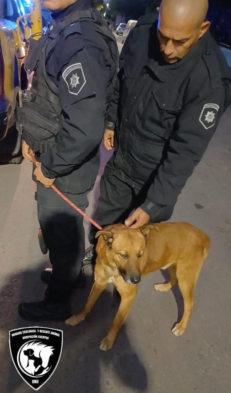 El perro rescatado.