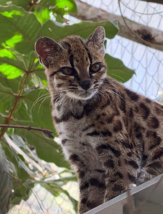El gato tilcayo se distingue de las oncillas por sus manchas de mayor tamaño, una cola más larga y delgada y un pelaje de tonalidad más apagada.
